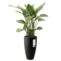 june round high 30cm noir